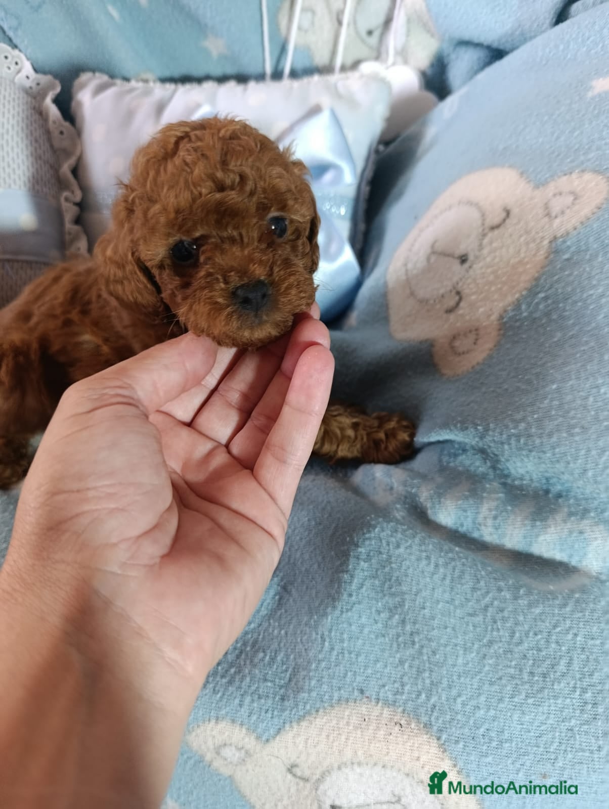 Caniche Toy perros Últimos cachorritos de caniche - Anuncio 1