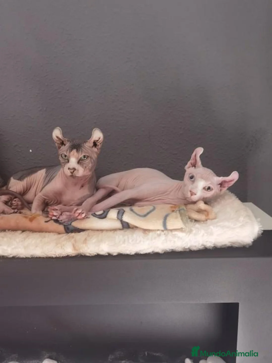 Imagen de galería {{count}}