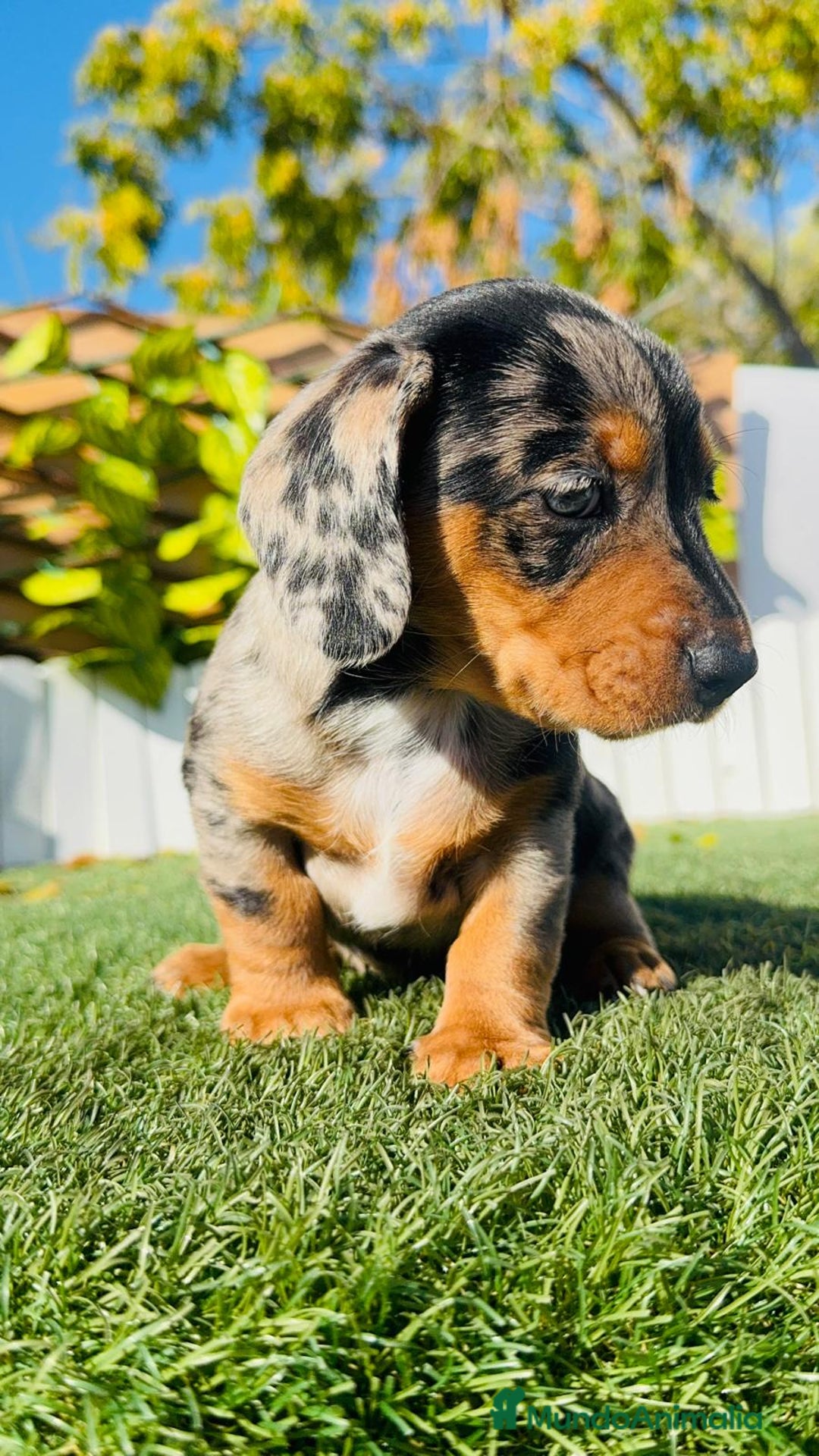 Teckel Miniatura perros en venta: TECKEL MINIATURA HEMBRA - Anuncio 23