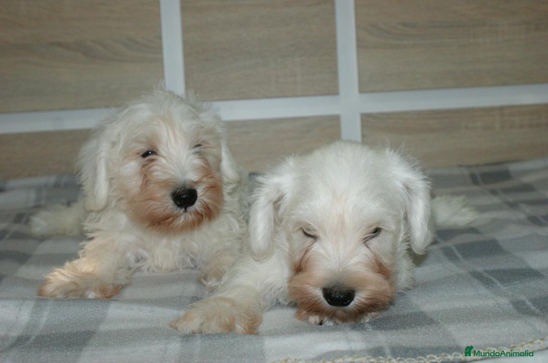 Pinscher Miniatura perros en venta: CACHORRITOS DE SCHNAUZER MINIATURA  - Imagen 14