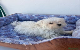 Bichón Maltés perros en venta: Bichon maltés  - Imagen 3