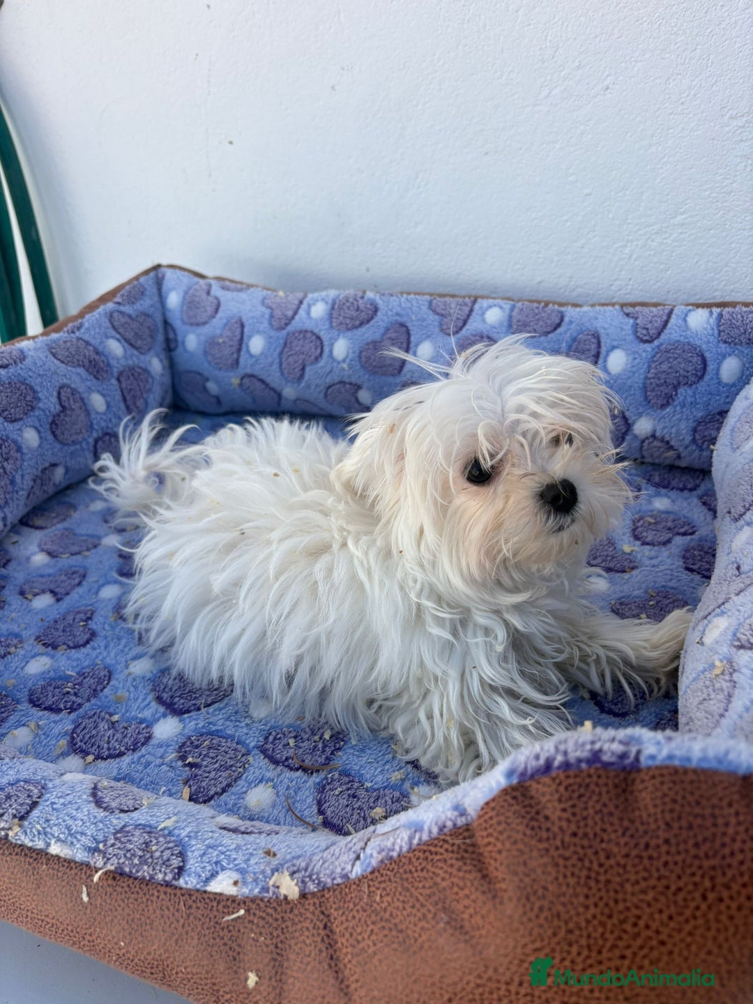 Bichón Maltés perros en venta: Bichon maltés  - Imagen 3
