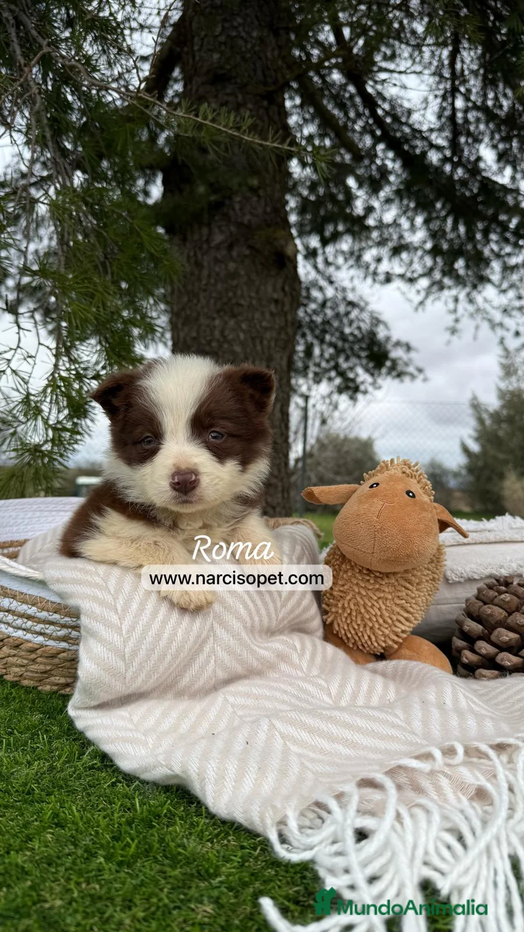 Border Collie perros en venta: BORDER COLLIE CHOCOLATE en Asturias - Anuncio 6