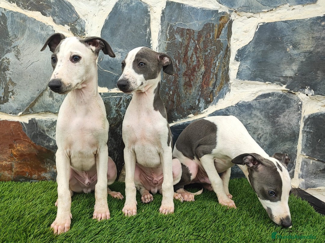 Whippet perros en venta: WHIPPET MACHOS Blanco y blue  - Anuncio 10