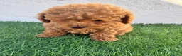 Caniche Toy perros en venta: Caniche toy - Anuncio 6