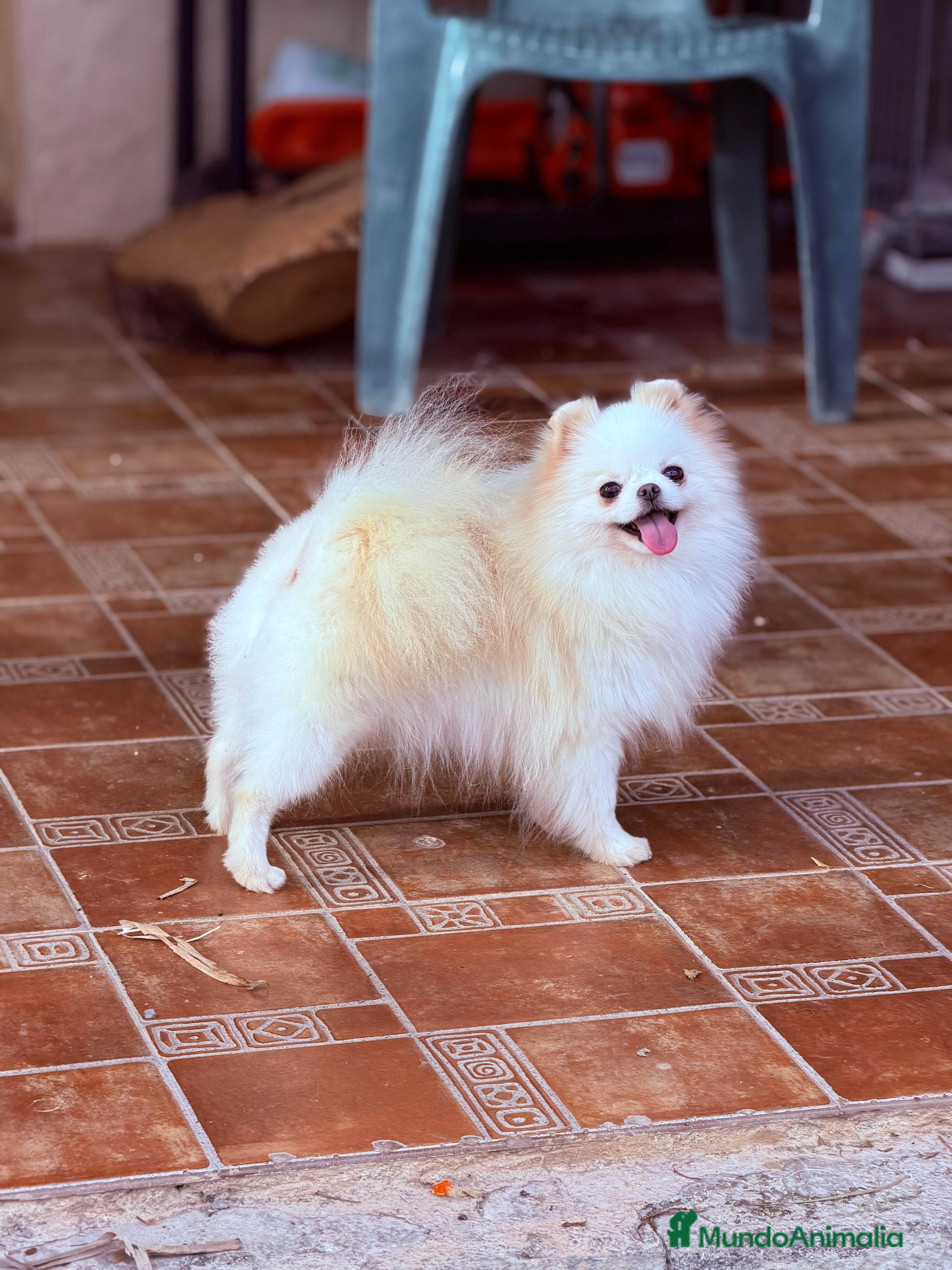 Pomerania perros Hembra de 2 años y medio en celo  - Anuncio 2