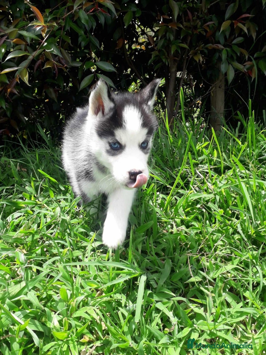 Husky Siberiano perros HUSKY BEBES  - Anuncio 1