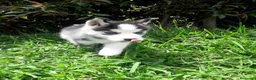 Husky Siberiano perros en venta: HUSKY BEBES  - Anuncio 1