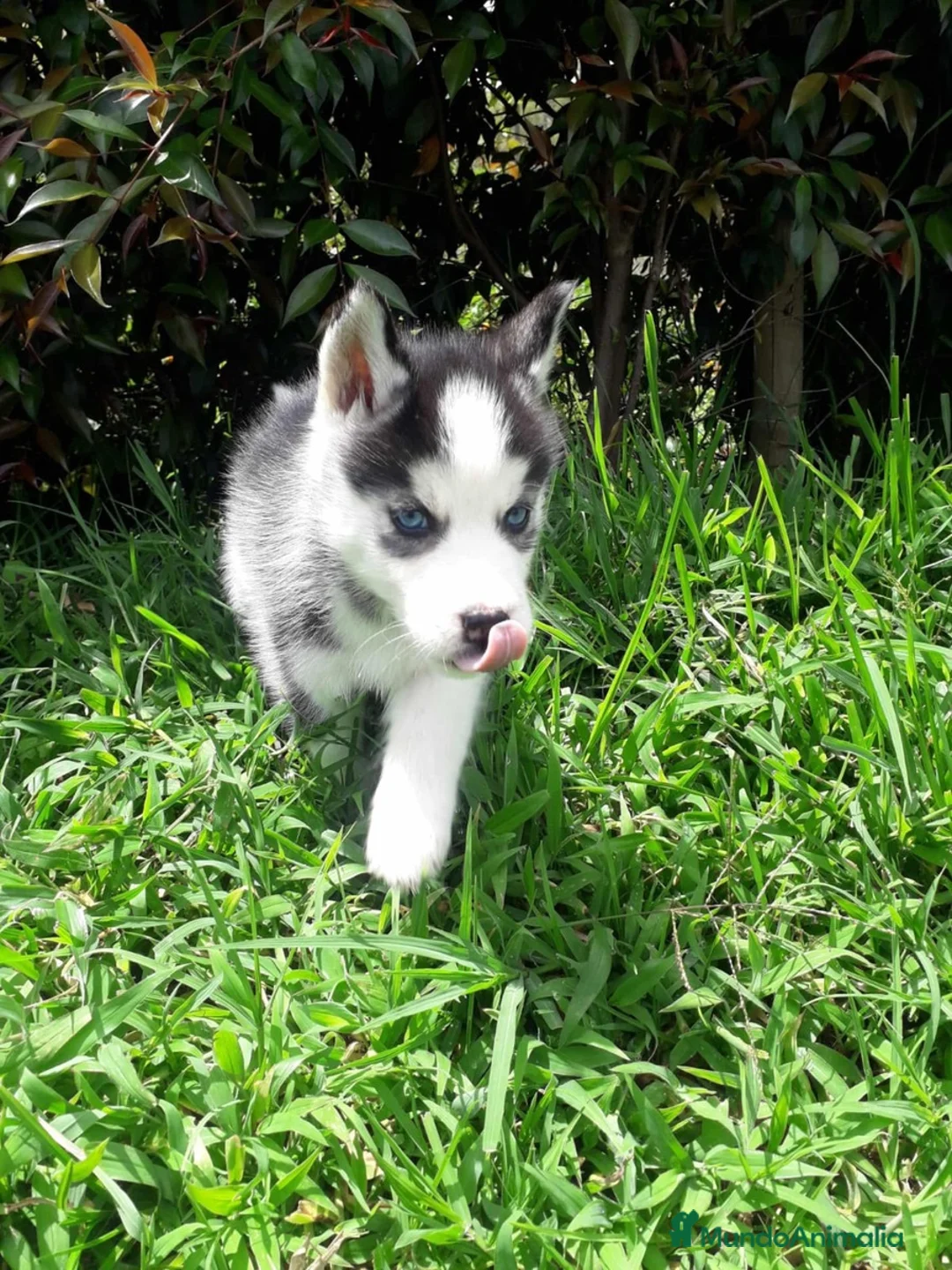 Husky Siberiano perros en venta: HUSKY BEBES  - Anuncio 1