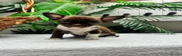 Chihuahua perros en venta: CHIHUAHUAS CHOCOLATE - Anuncio 21