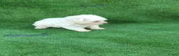 Bichón Maltés perros en venta: Cachorros de bichón maltés  - Anuncio 2