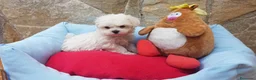 Bichón Maltés perros en venta: Bichón Maltés - Anuncio 6