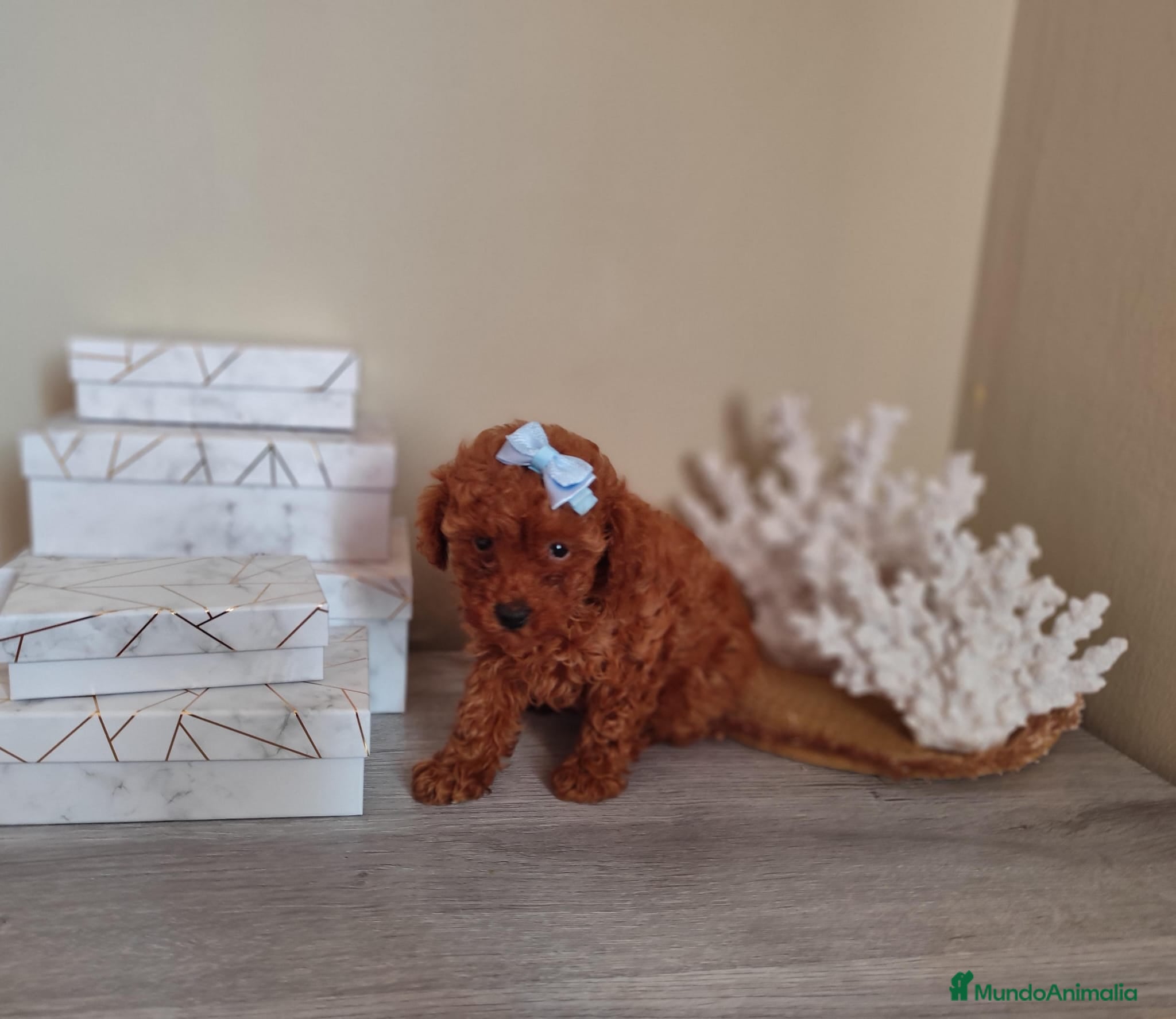 Caniche Toy perros Caniche toy toy - Anuncio 1