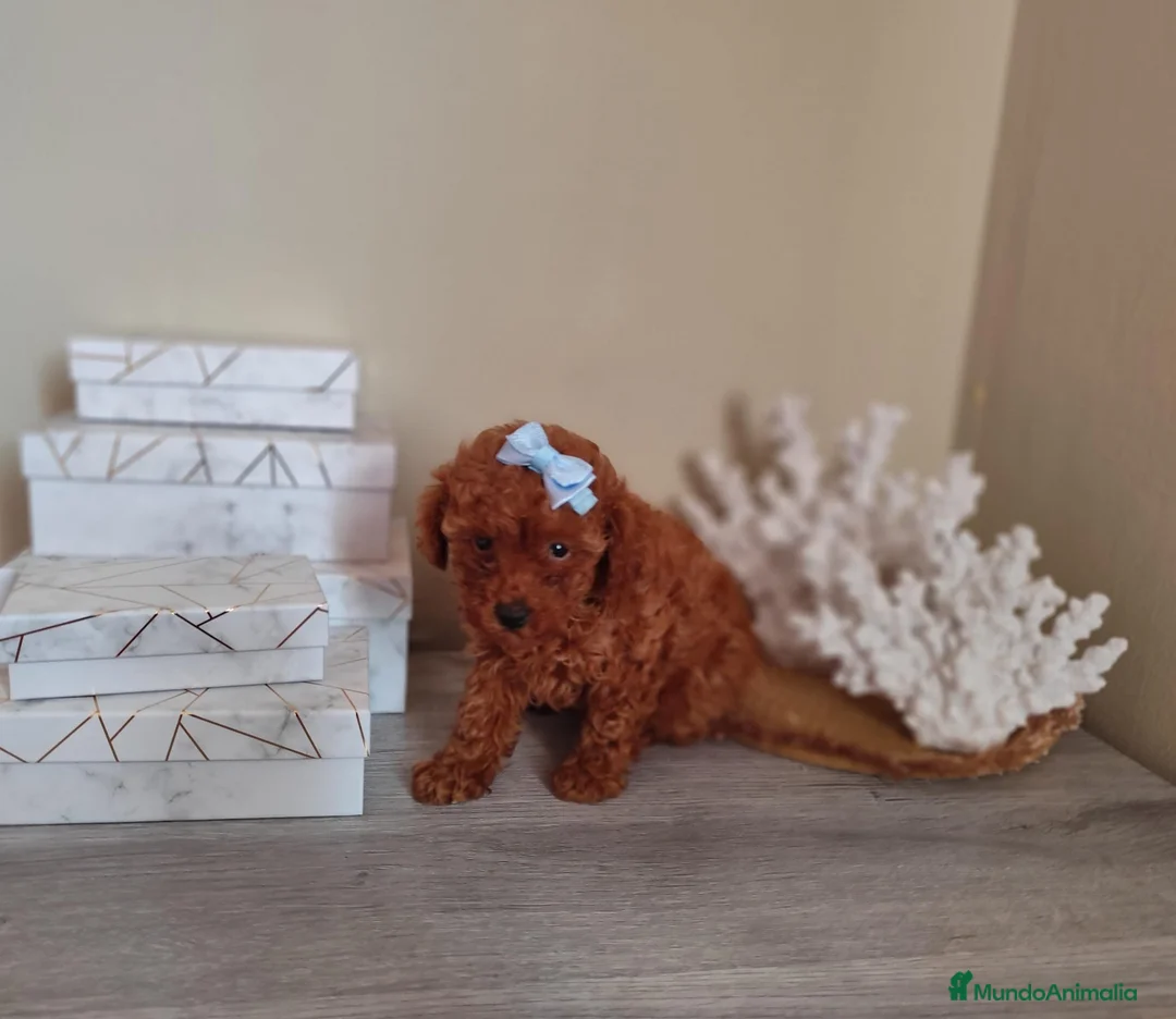 Caniche Toy perros en venta: Caniche toy toy - Anuncio 1