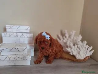 Caniche Toy perros Caniche toy toy - Anuncio 1