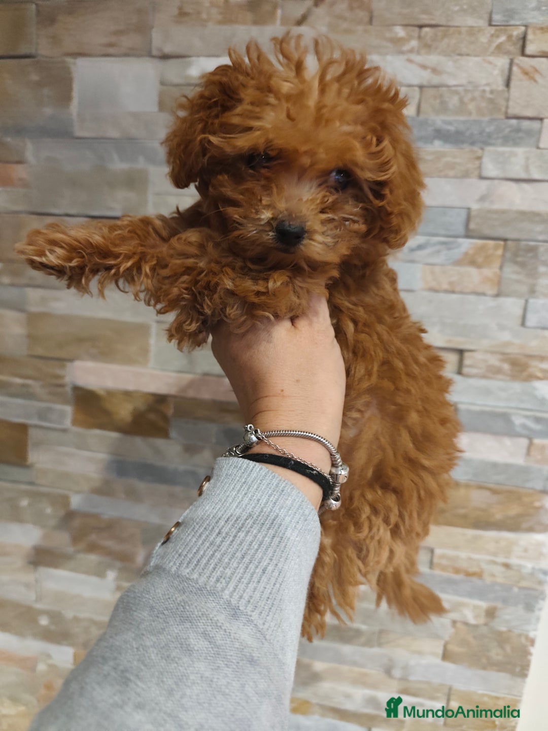 Caniche Toy perros en venta: Preciosa hembra mini - Imagen 4