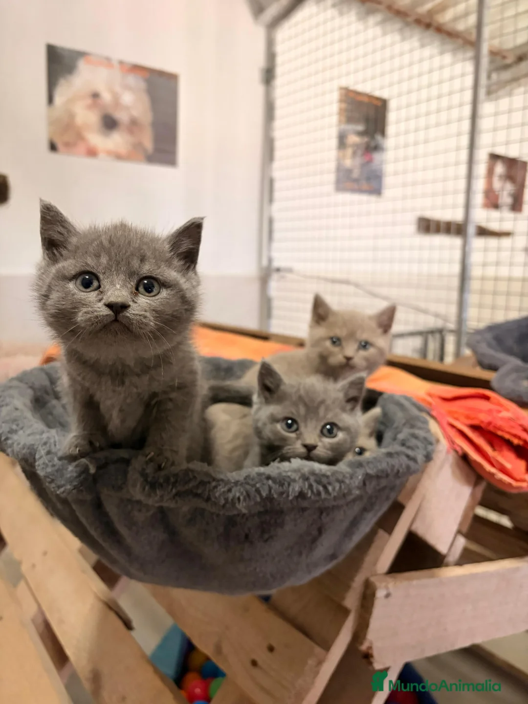 Británico de Pelo Corto Azul gatos en venta: Brithis shorthair - Anuncio 9