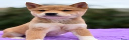 Shiba Inu perros en venta: Shiba Inu roja  - Anuncio 1