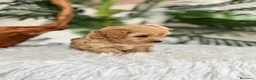 Maltipoo perros en venta: MALTIPOO HEMBRA - Anuncio 14