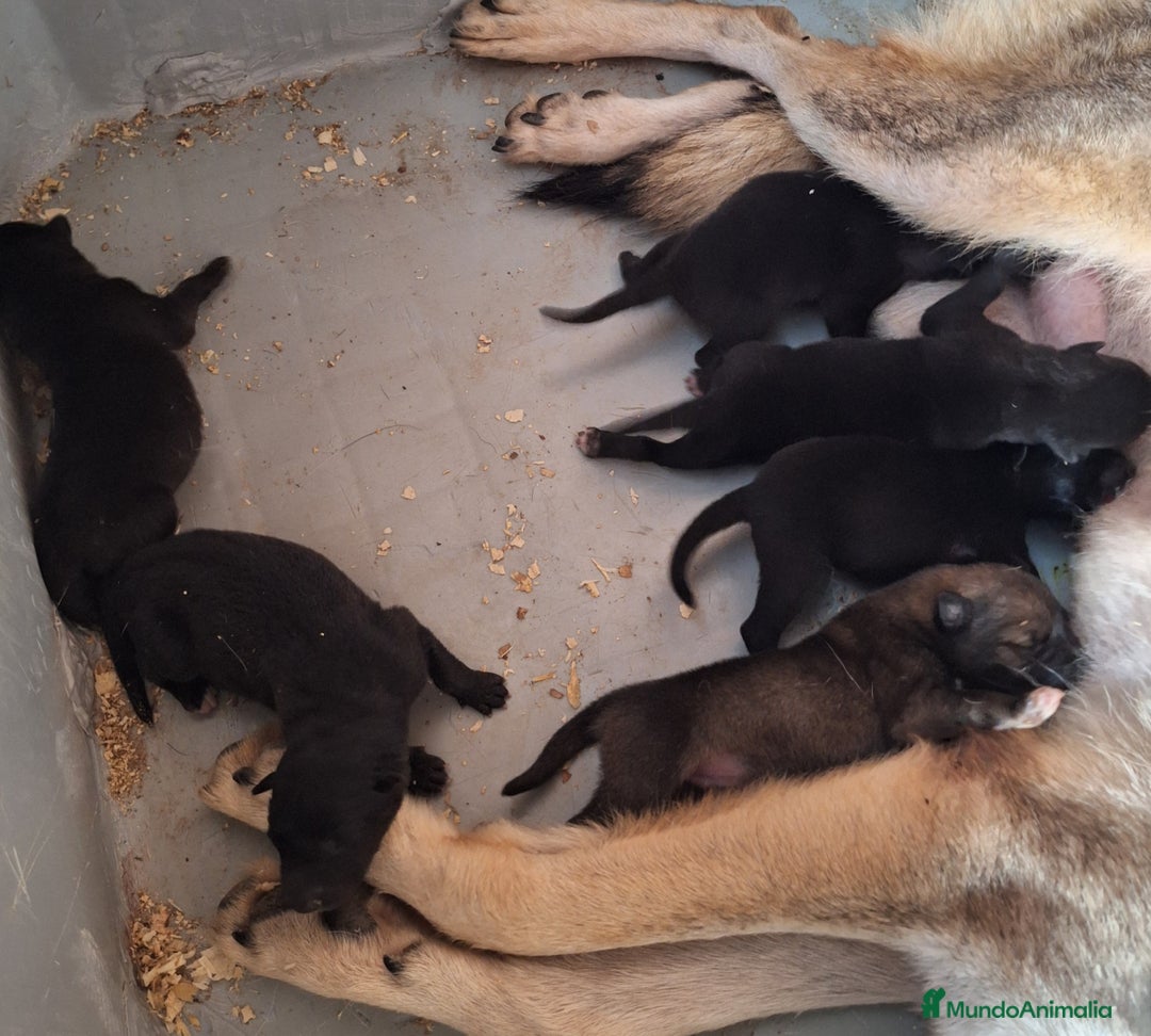 Raza Mixta perros en venta: PERRO LOBO AMERICANO  - Imagen 4