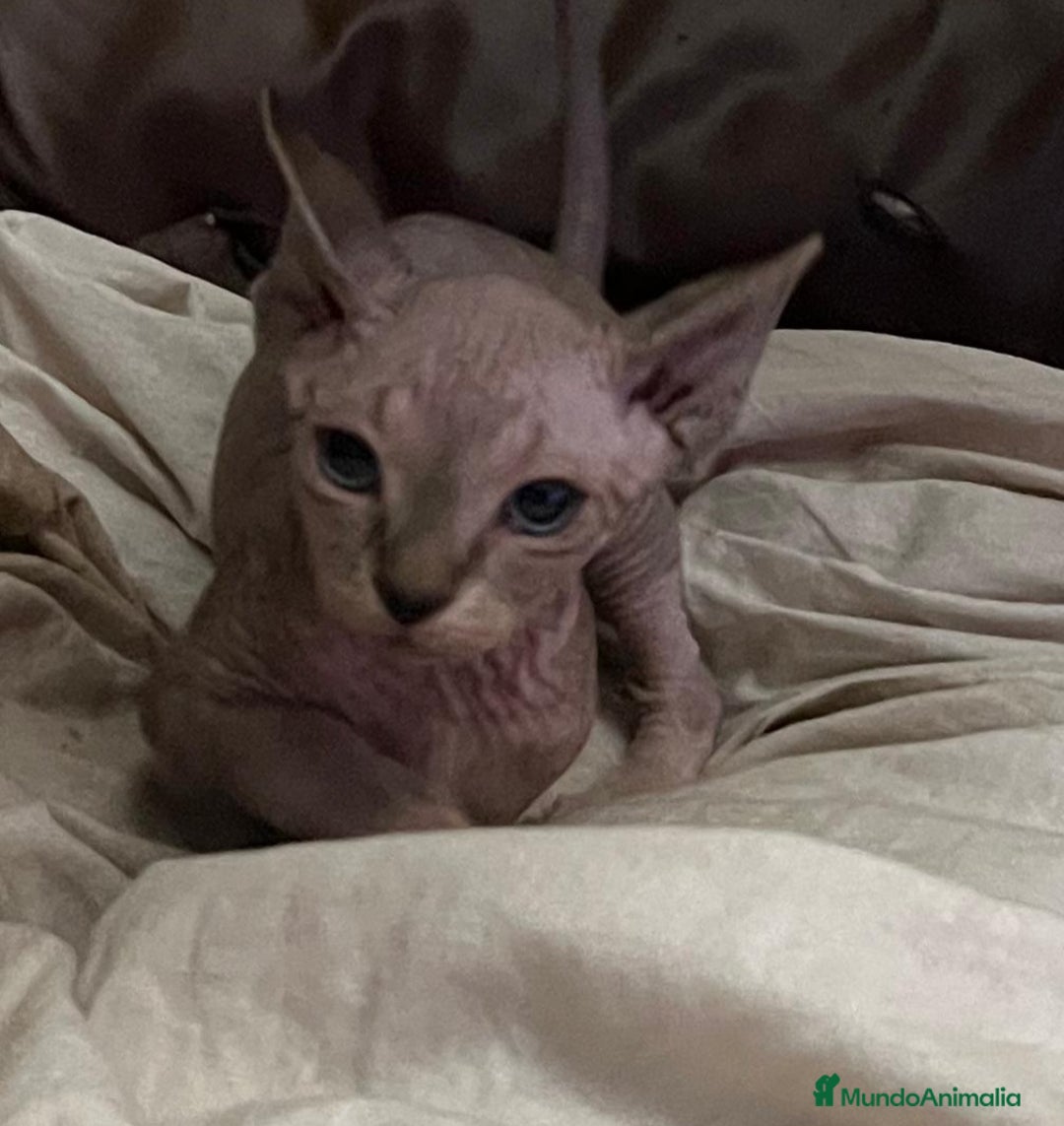 Sphynx gatos en venta: Gata sphynx  - Anuncio 3