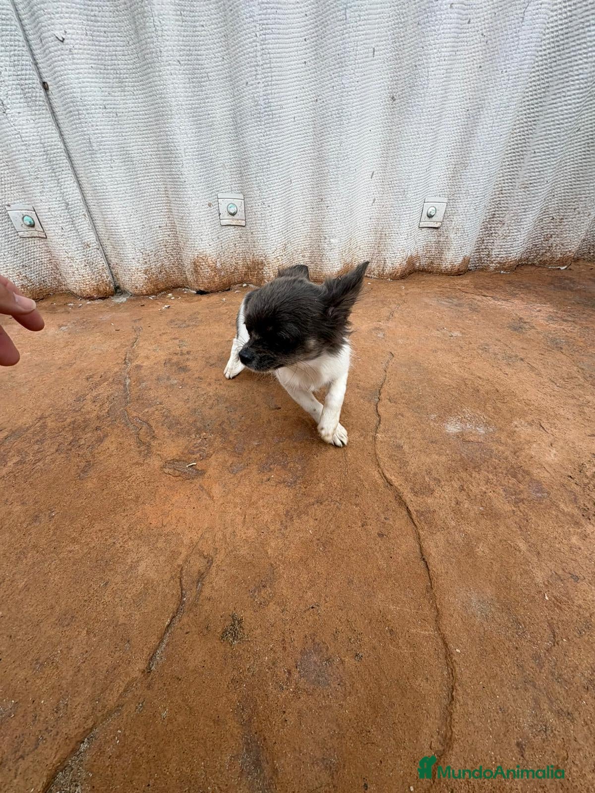 Chihuahua perros OPORTUNIDAD Macho chihuahua toy  - Anuncio 29