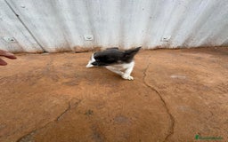 Chihuahua perros en venta: OPORTUNIDAD Macho chihuahua toy  - Anuncio 1