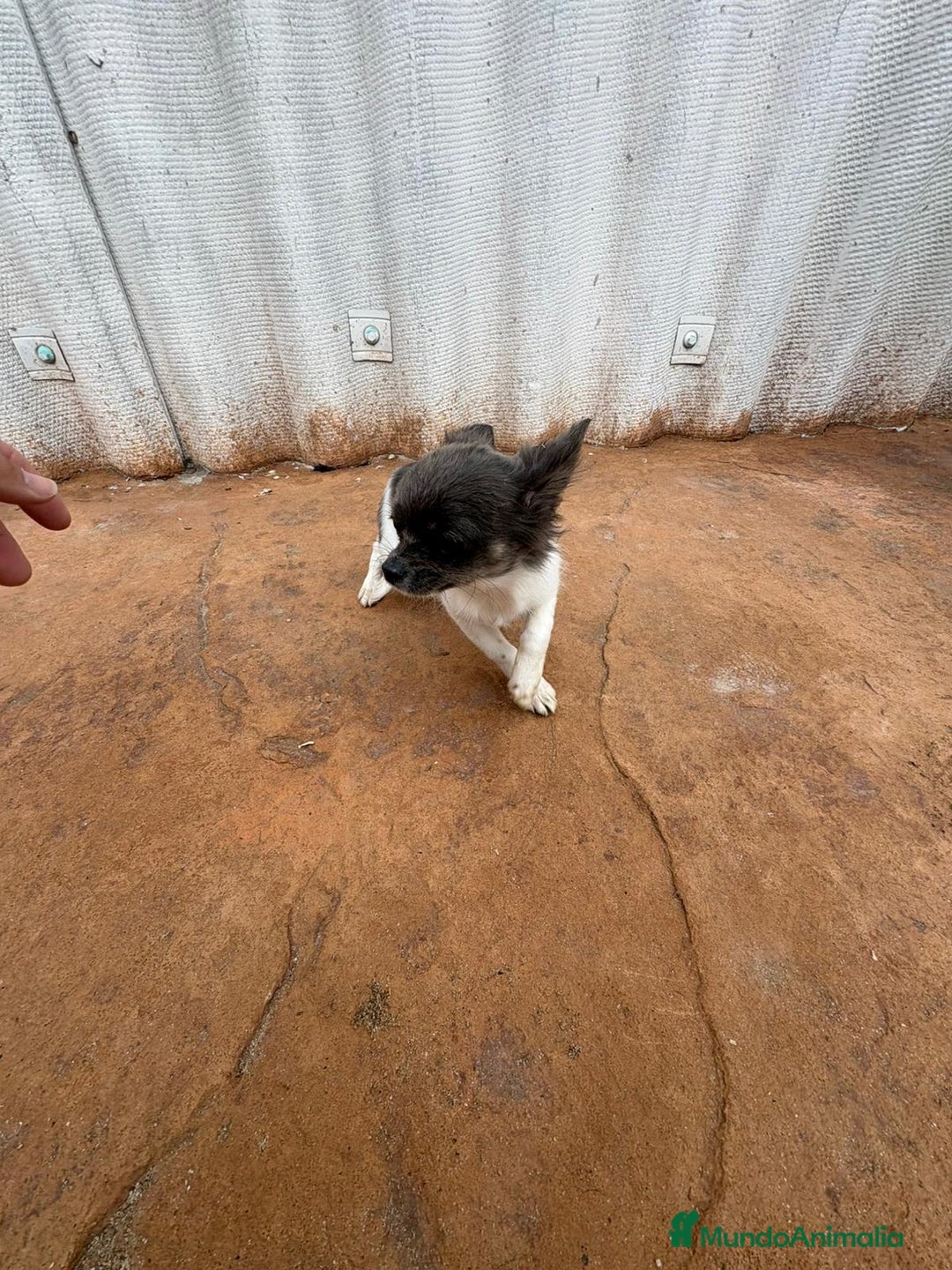 Chihuahua perros en venta: OPORTUNIDAD Macho chihuahua toy  - Anuncio 1