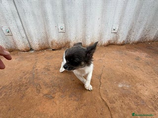 Chihuahua perros OPORTUNIDAD Macho chihuahua toy - Anuncio 2