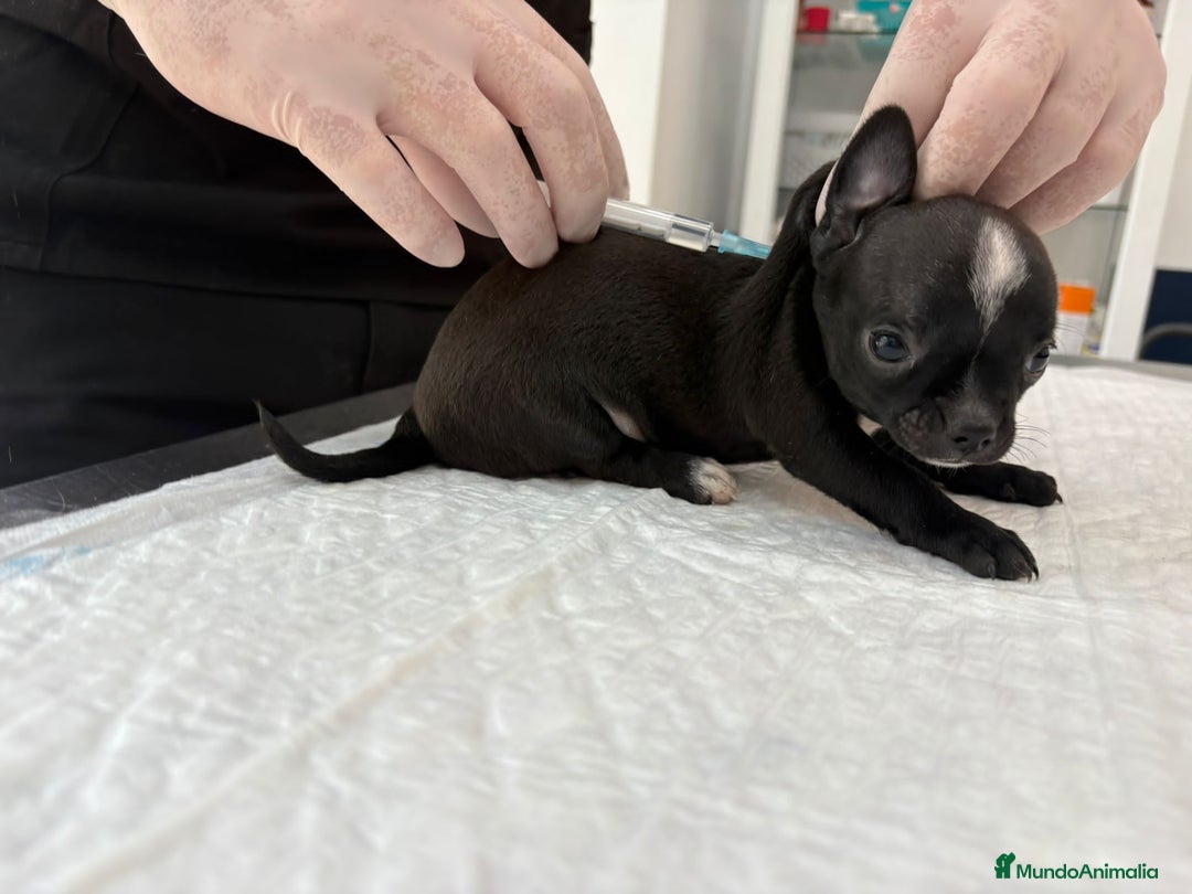 Chihuahua perros en venta: Chihuahua blue bebe - Imagen 1