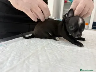 Chihuahua perros Chihuahua blue bebe - Anuncio 7