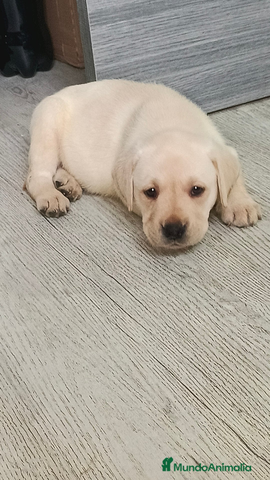 Labrador Retriever perros en venta: Labrador retriever dorado  - Anuncio 5