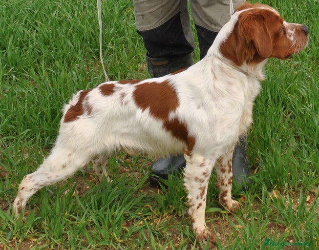 Imagen de galería {{count}}