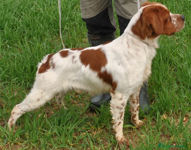 Imagen de galería {{count}}