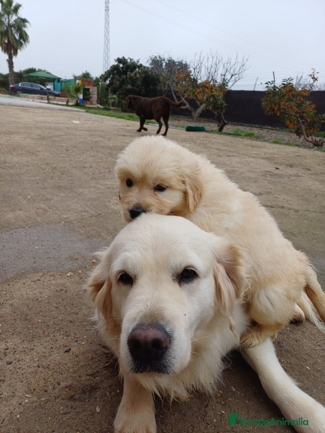 Golden Retriever perros en venta: Hembra de golden retriever  - Anuncio 5