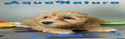Havapoo perros en venta: Havapoo Macho de Haya y Can 8301 AQUANATURA - Anuncio 12