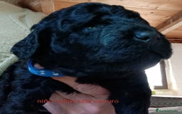 Labradoodle perros en venta: Hermosos cachorros medianos - Imagen 7