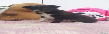 Border Collie 5