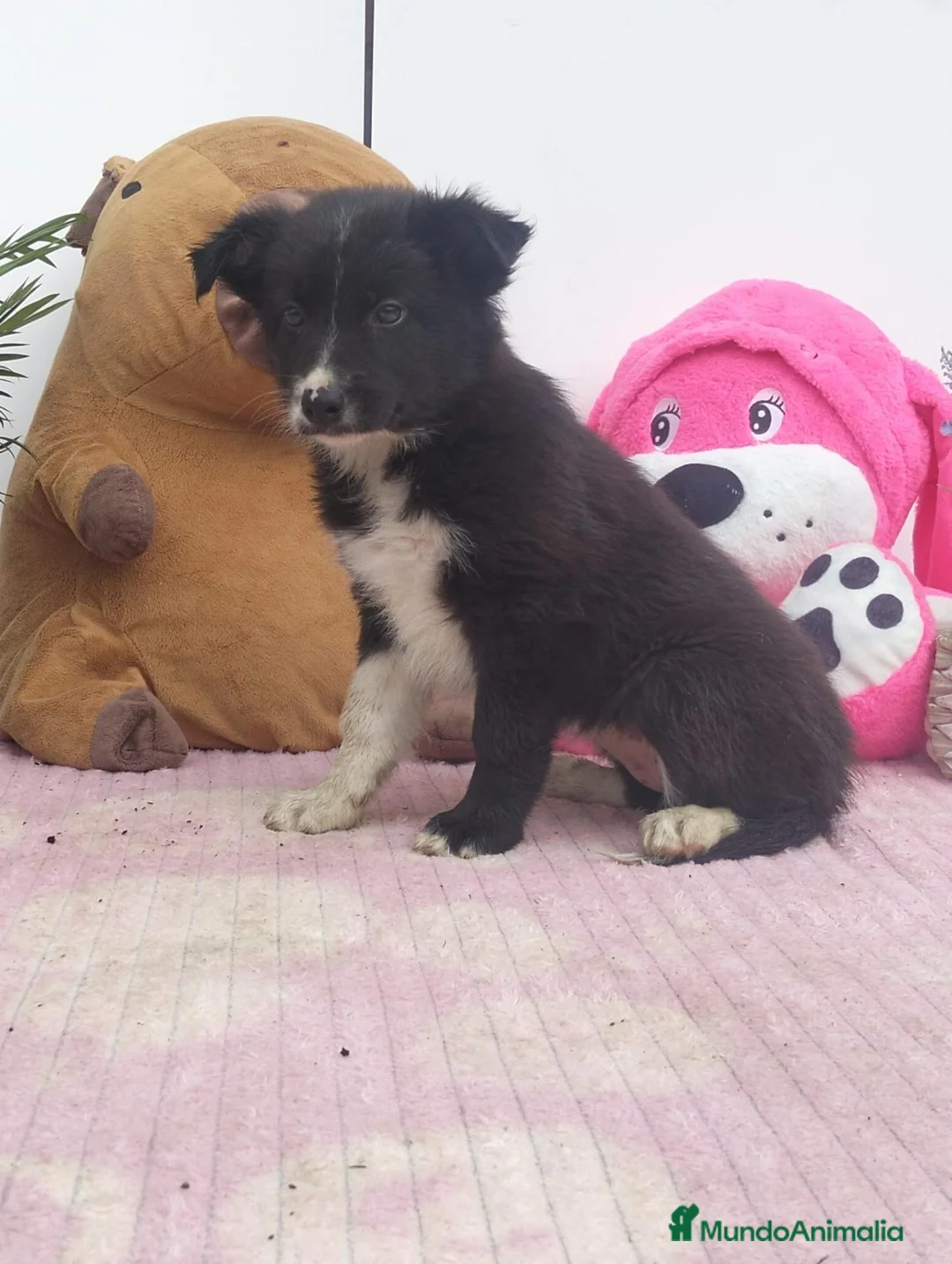 Border Collie perros en venta: Border collie - Anuncio 2