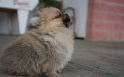 Pomerania perros en venta: ⚡ Sparky – Pomerania marrón con carácter 🐾 - Imagen 1