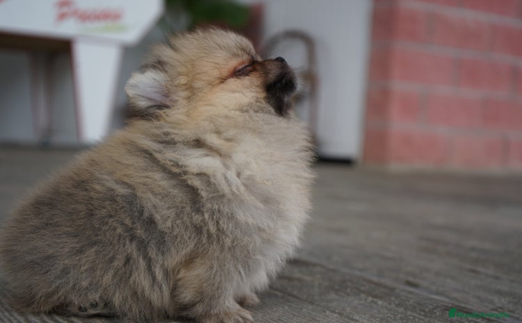Pomerania perros - Anuncio 2