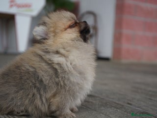 Pomerania perros - Anuncio 7