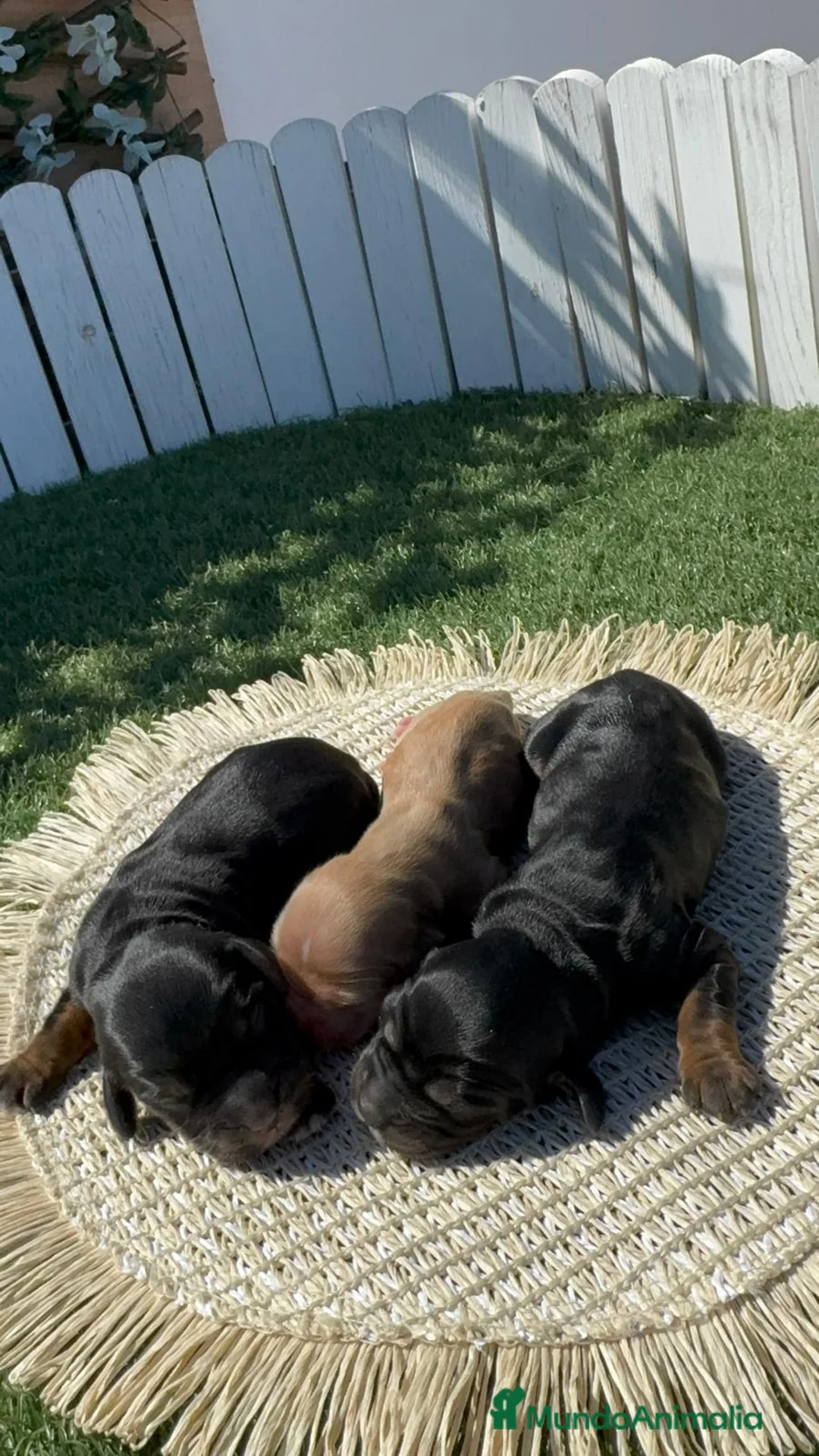 Cocker Spaniel Inglés perros en venta: Cocker spaniel inglés 🎀 - Anuncio 2