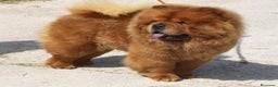 Chow Chow perros en venta: Chow chow peluditos bebes preciosos cachorros  - Anuncio 2