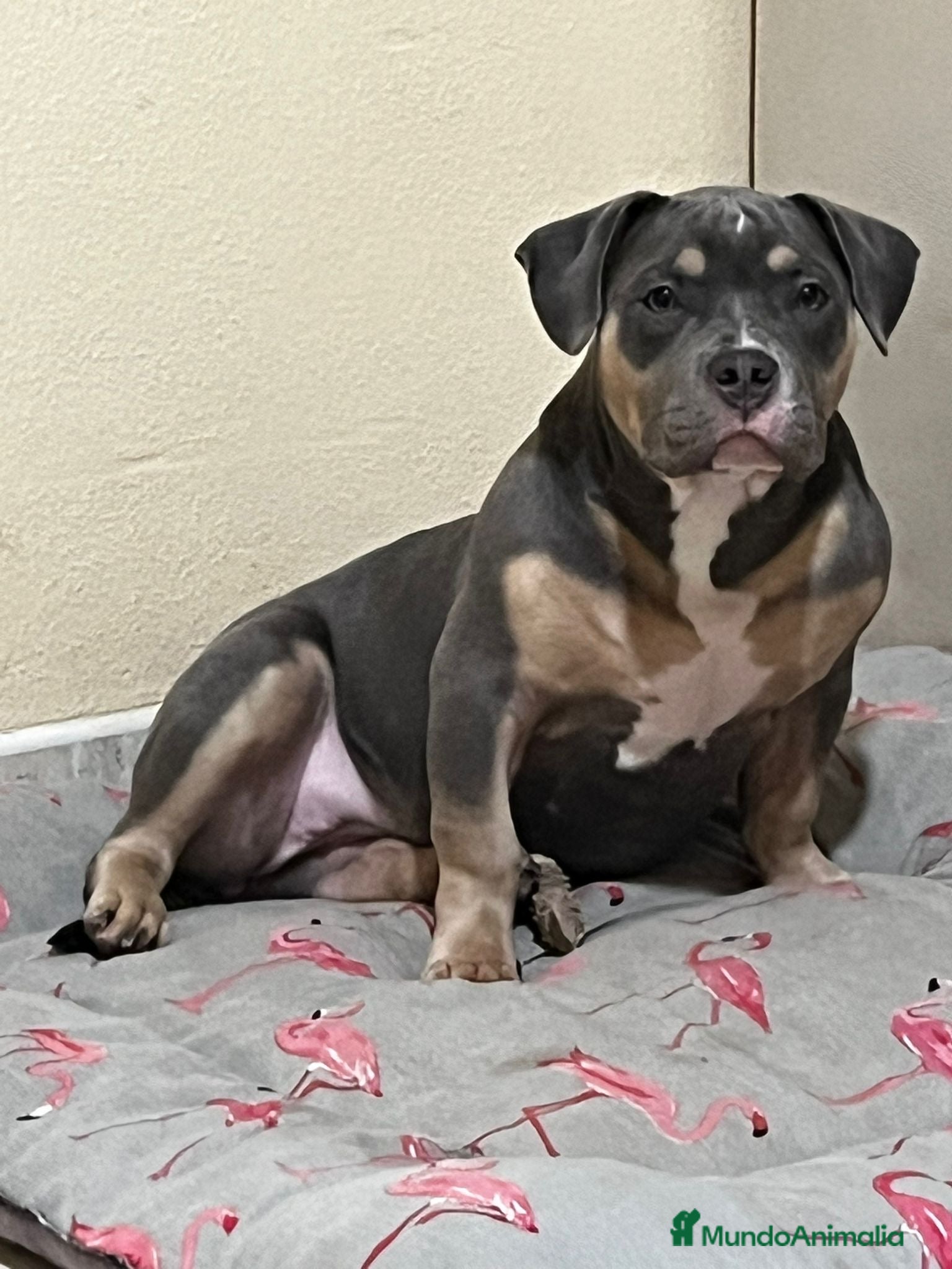 American Bully perros Perrita American Bully  - Anuncio 1