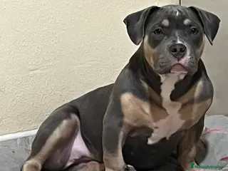 American Bully perros Perrita American Bully - Anuncio 1