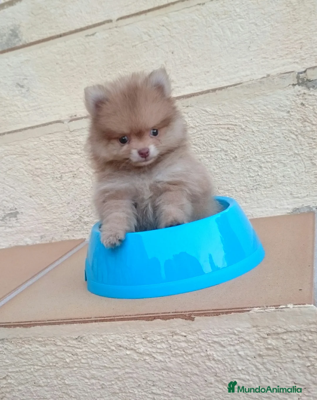 Pomerania perros en venta: Lulú de Pomerania preciosos en Barcelona - Anuncio 5