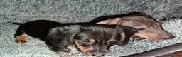 Teckel perros en venta: Teckel en Zaragoza - Anuncio 4