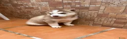 Husky Siberiano perros en venta: Husky siberiano  - Anuncio 4