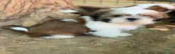 Shih Tzu perros en venta: SHIH TZU TRICOLOR - Anuncio 3